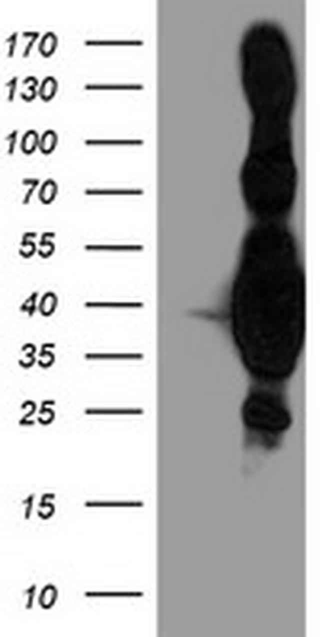 HMOX2 Antibody in Western Blot (WB)