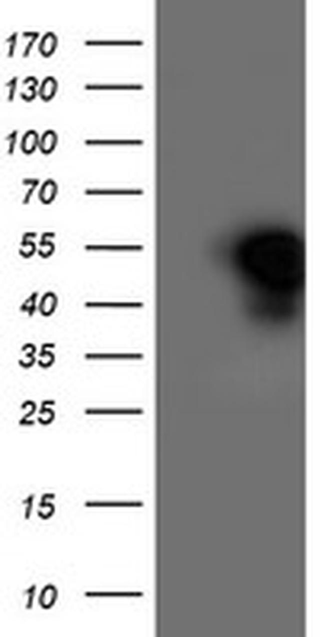 HMOX2 Antibody in Western Blot (WB)