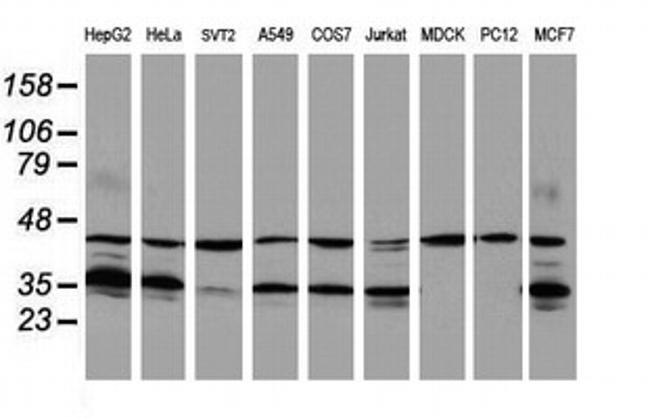 HMOX2 Antibody in Western Blot (WB)