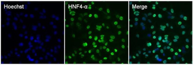 HNF4A Antibody in Immunocytochemistry (ICC/IF)