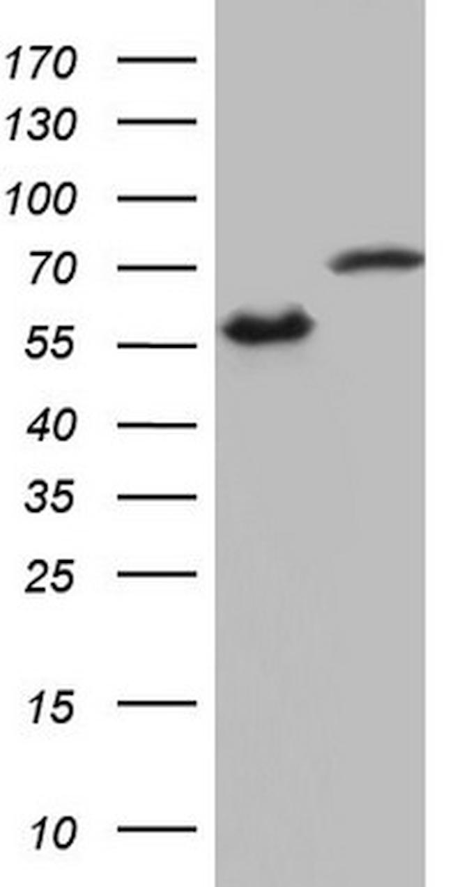 HNRNPL Antibody in Western Blot (WB)