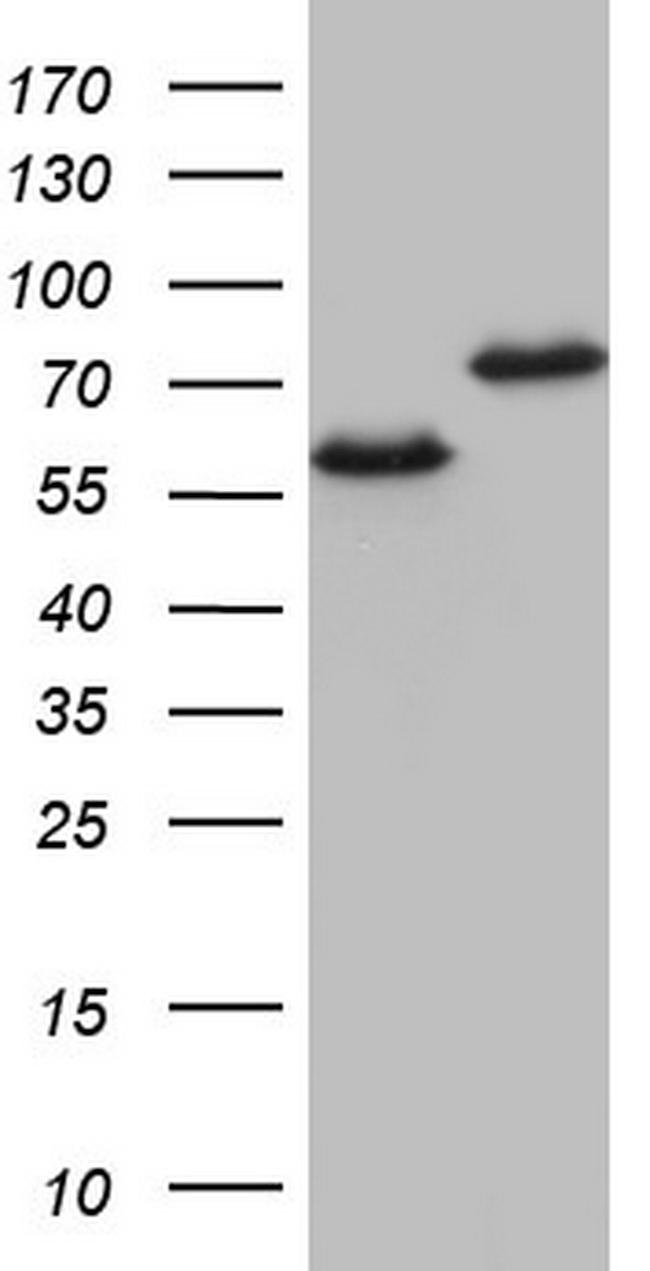 HNRNPL Antibody in Western Blot (WB)