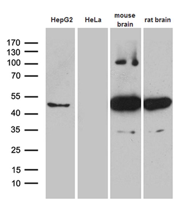 HOMER1 Antibody in Western Blot (WB)