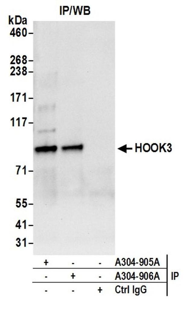 HOOK3 Antibody in Western Blot (WB)