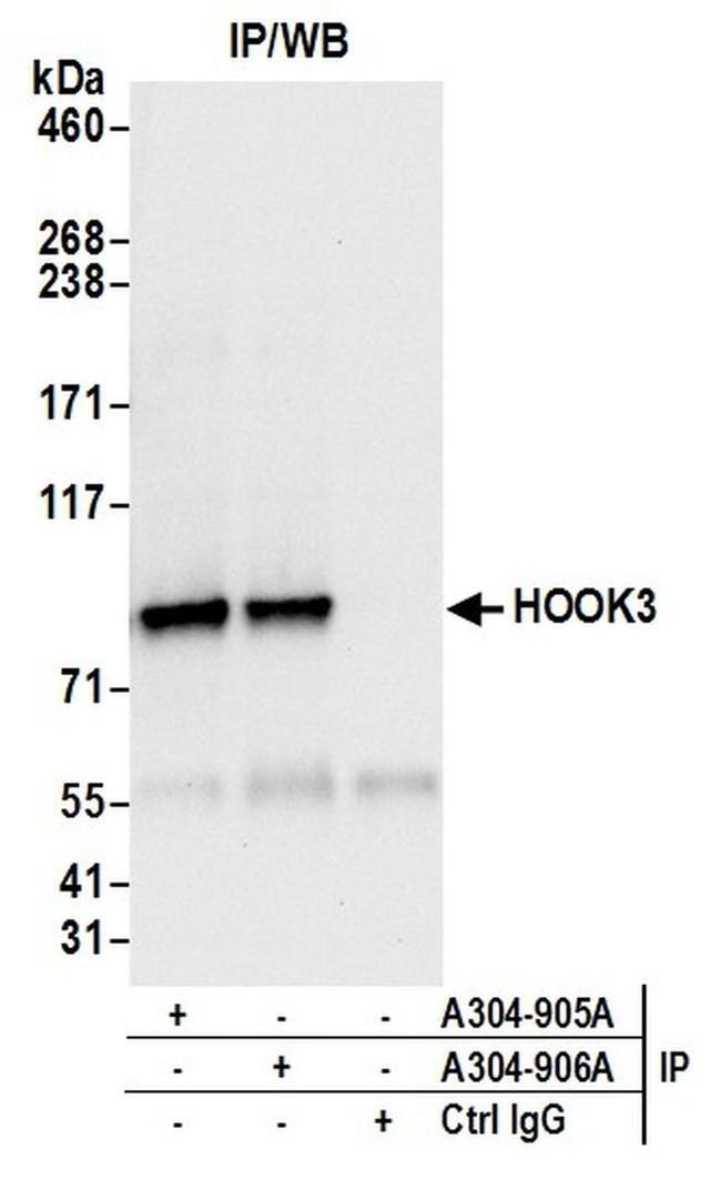 HOOK3 Antibody in Western Blot (WB)