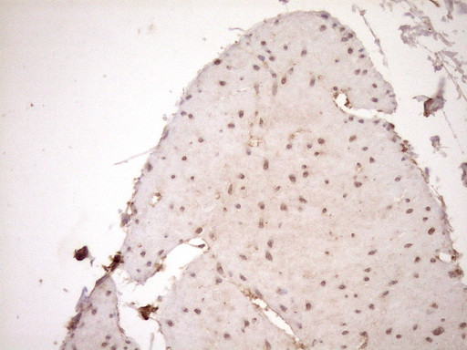 HOXC10 Antibody in Immunohistochemistry (Paraffin) (IHC (P))