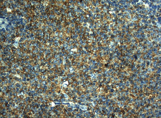 HOXC10 Antibody in Immunohistochemistry (Paraffin) (IHC (P))