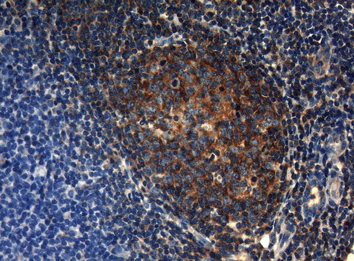 HOXC10 Antibody in Immunohistochemistry (Paraffin) (IHC (P))