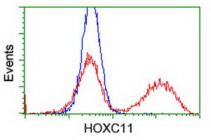 HOXC11 Antibody in Flow Cytometry (Flow)