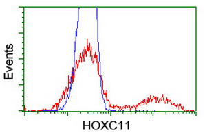 HOXC11 Antibody in Flow Cytometry (Flow)