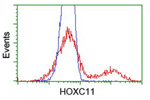 HOXC11 Antibody in Flow Cytometry (Flow)