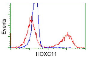 HOXC11 Antibody in Flow Cytometry (Flow)