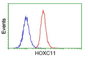 HOXC11 Antibody in Flow Cytometry (Flow)