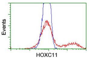 HOXC11 Antibody in Flow Cytometry (Flow)