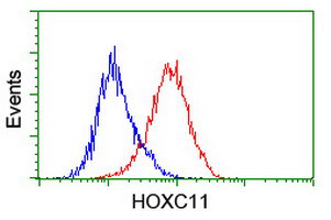 HOXC11 Antibody in Flow Cytometry (Flow)