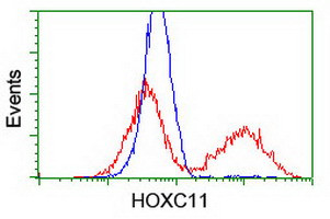 HOXC11 Antibody in Flow Cytometry (Flow)