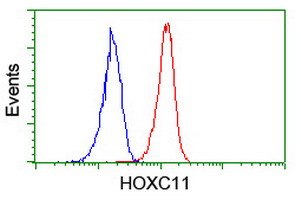 HOXC11 Antibody in Flow Cytometry (Flow)