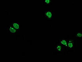 HOXC11 Antibody in Immunocytochemistry (ICC/IF)