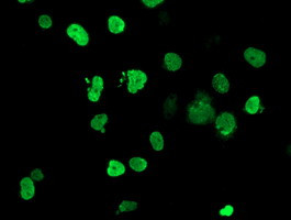 HOXC11 Antibody in Immunocytochemistry (ICC/IF)