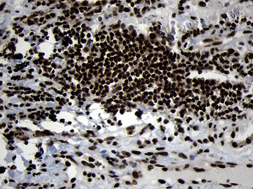 HOXC4 Antibody in Immunohistochemistry (Paraffin) (IHC (P))