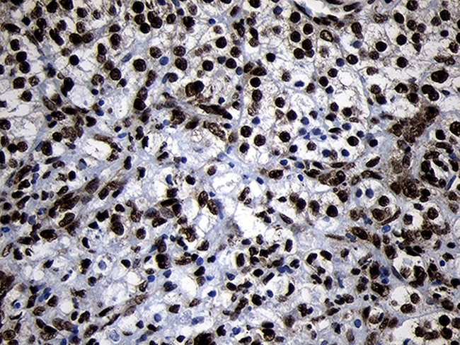 HOXC4 Antibody in Immunohistochemistry (Paraffin) (IHC (P))