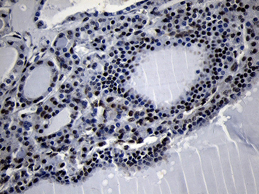 HOXC4 Antibody in Immunohistochemistry (Paraffin) (IHC (P))