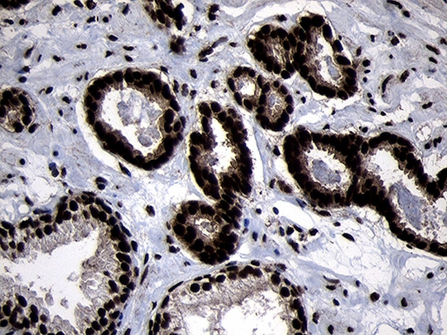 HOXC4 Antibody in Immunohistochemistry (Paraffin) (IHC (P))