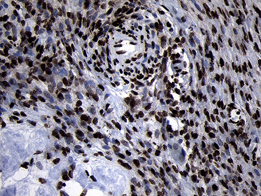 HOXC4 Antibody in Immunohistochemistry (Paraffin) (IHC (P))