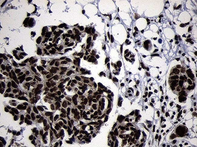 HOXC4 Antibody in Immunohistochemistry (Paraffin) (IHC (P))