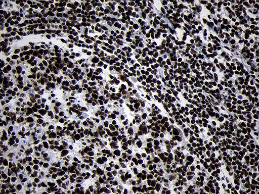 HOXC4 Antibody in Immunohistochemistry (Paraffin) (IHC (P))