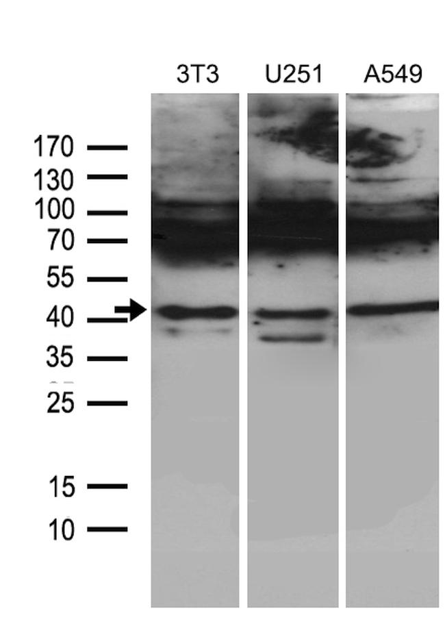 HOXC4 Antibody in Western Blot (WB)