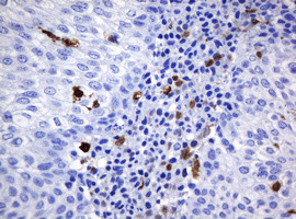 HOXD10 Antibody in Immunohistochemistry (Paraffin) (IHC (P))