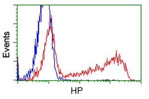 HP Antibody in Flow Cytometry (Flow)