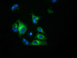 HP Antibody in Immunocytochemistry (ICC/IF)