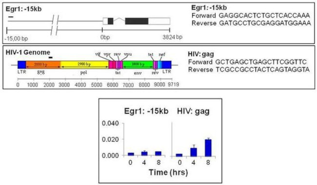 HP1 gamma Antibody in ChIP Assay (ChIP)