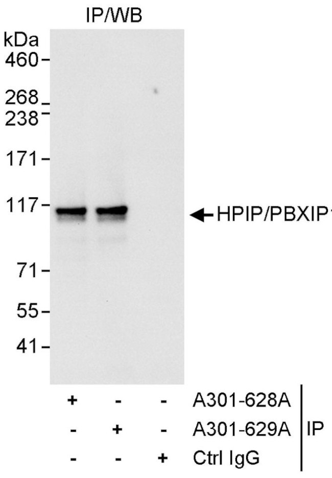 HPIP Antibody in Immunoprecipitation (IP)