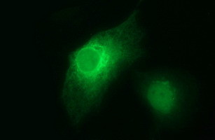 HPRT1 Antibody in Immunocytochemistry (ICC/IF)