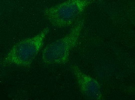 HPRT1 Antibody in Immunocytochemistry (ICC/IF)