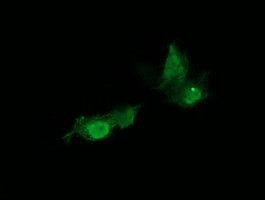 HRAS Antibody in Immunocytochemistry (ICC/IF)