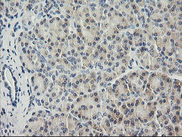 HRAS Antibody in Immunohistochemistry (Paraffin) (IHC (P))