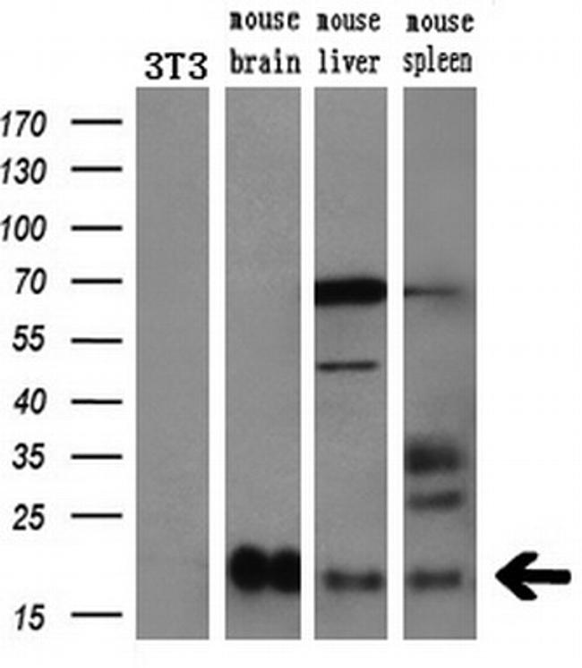 HRAS Antibody in Western Blot (WB)