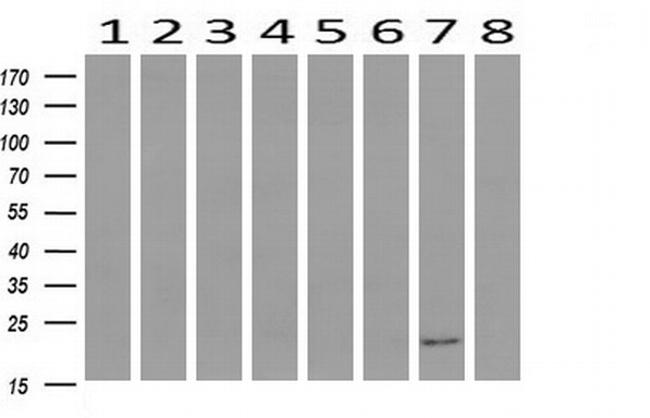 HRAS Antibody in Western Blot (WB)