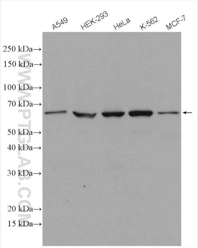 ABCE1 Antibody in Western Blot (WB)