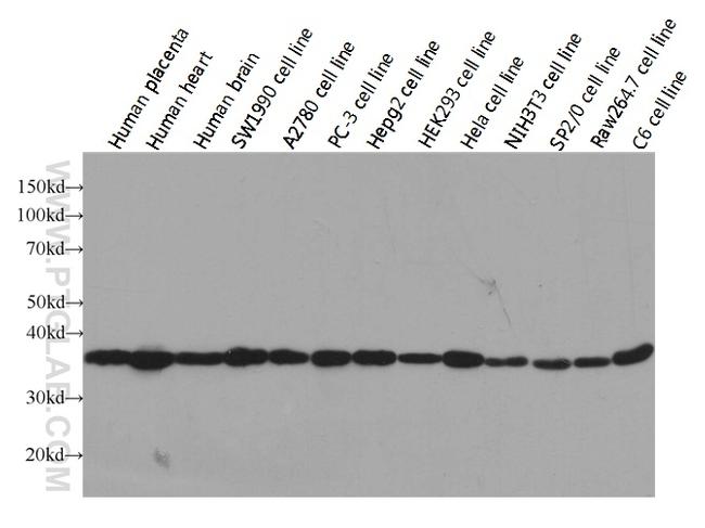 GAPDH Antibody in Western Blot (WB)