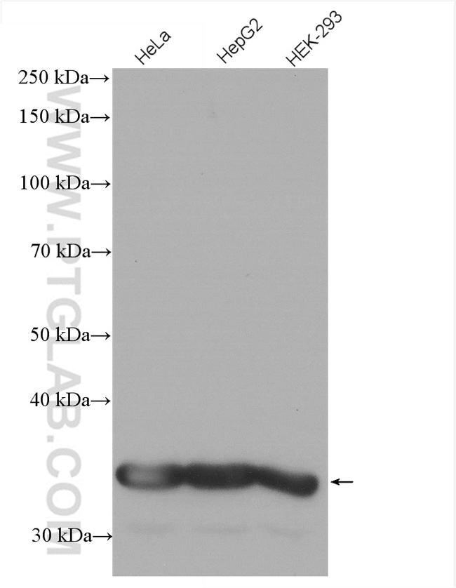 GAPDH Antibody in Western Blot (WB)