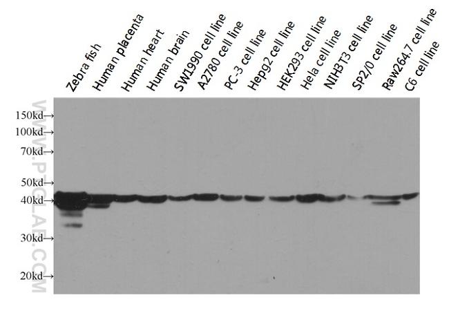 beta Actin Antibody in Western Blot (WB)