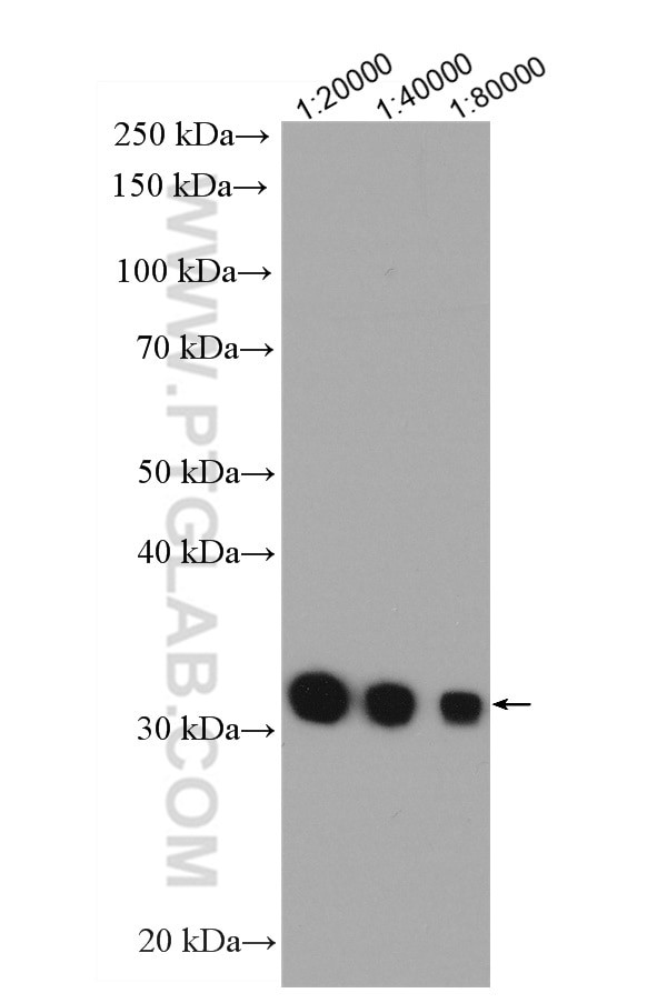 GST Tag Antibody in Western Blot (WB)