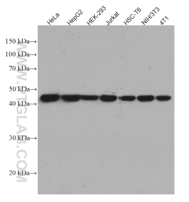 Beta Actin Antibody in Western Blot (WB)