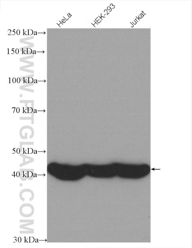 Beta Actin Antibody in Western Blot (WB)