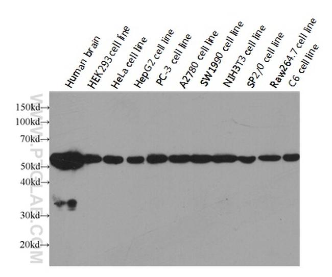 alpha Tubulin Antibody in Western Blot (WB)